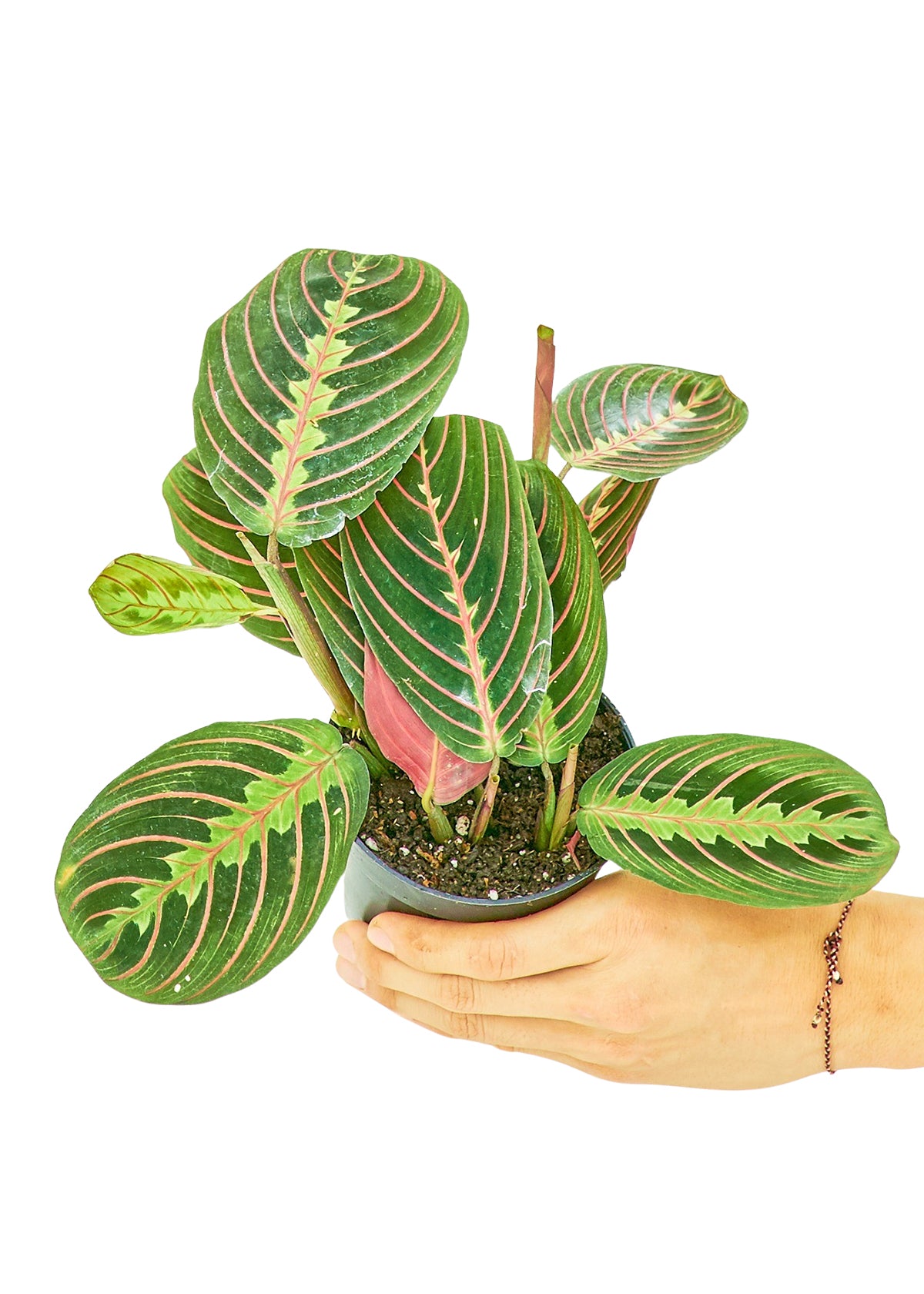 Red Prayer Plant, 4" pot