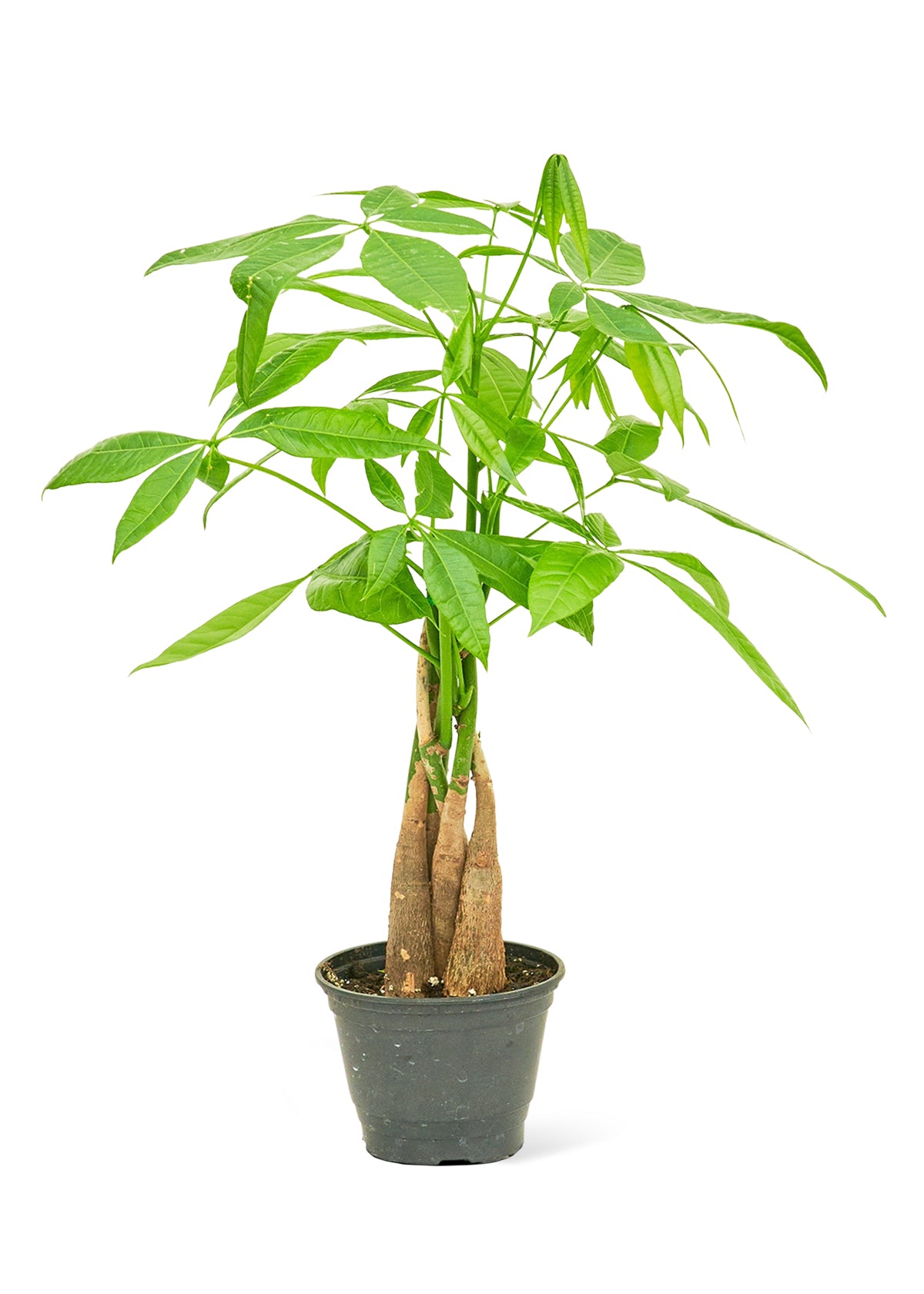 Braided Money Tree, 4" pot