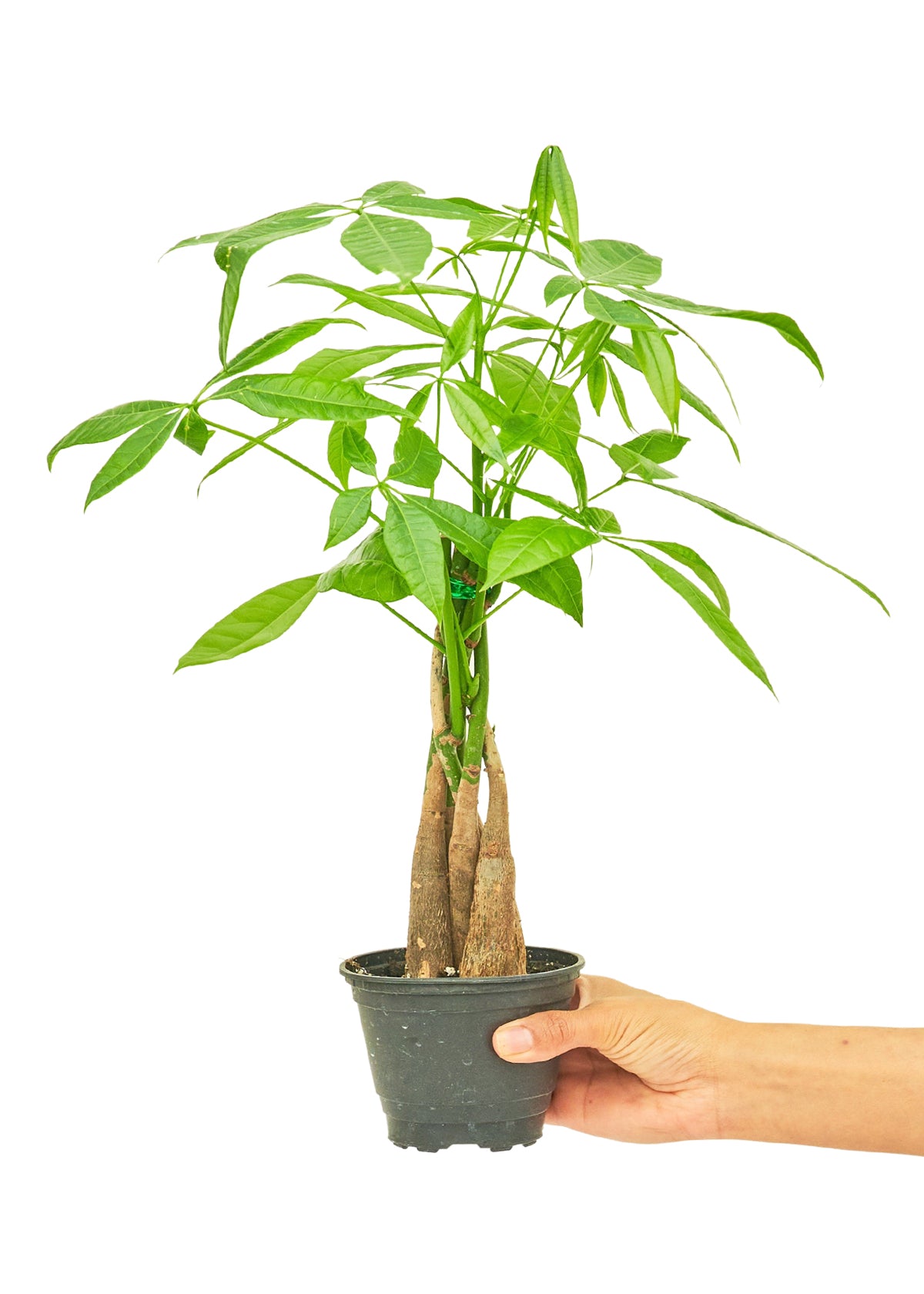 Braided Money Tree, 4" pot