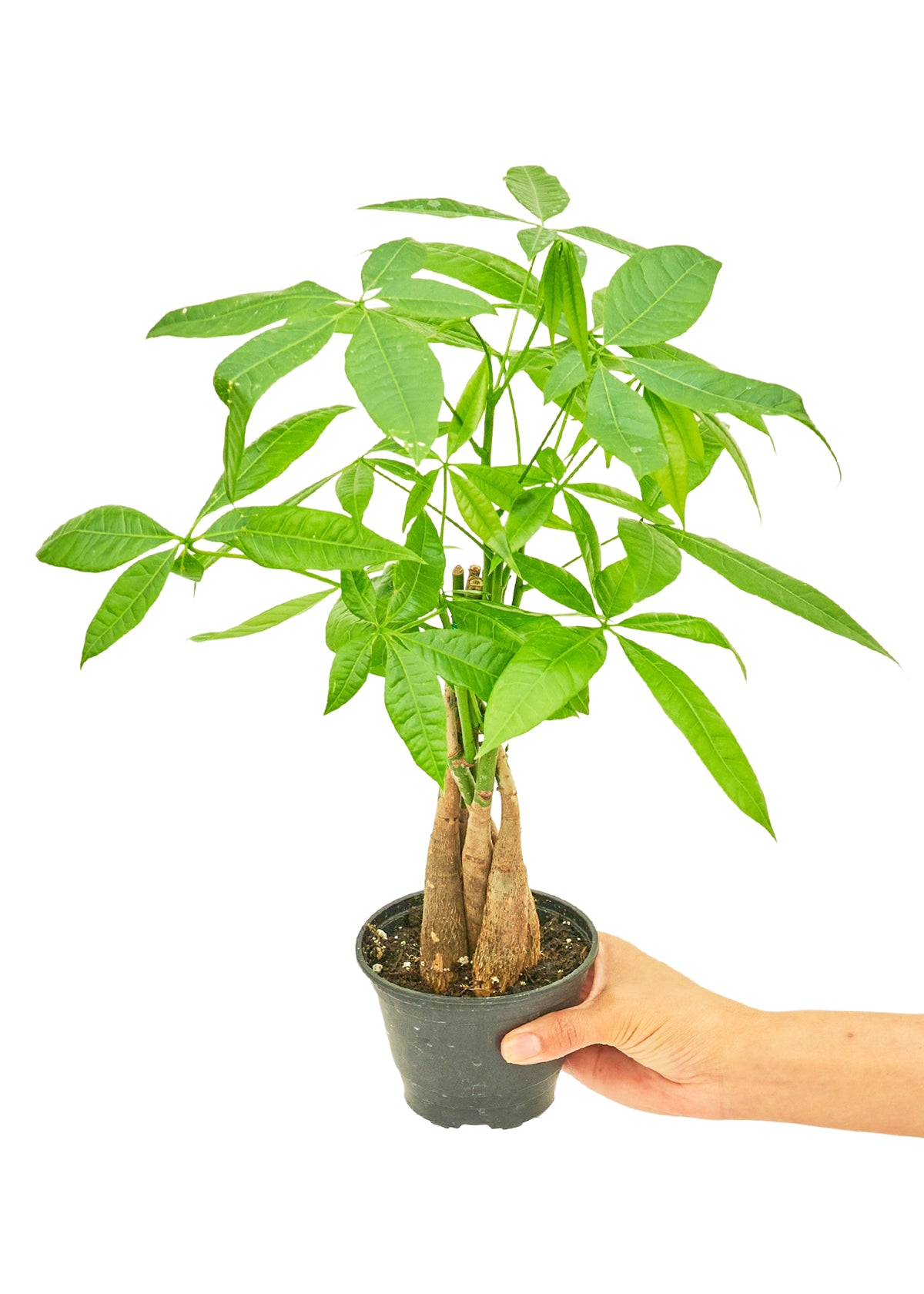 Braided Money Tree, 4" pot