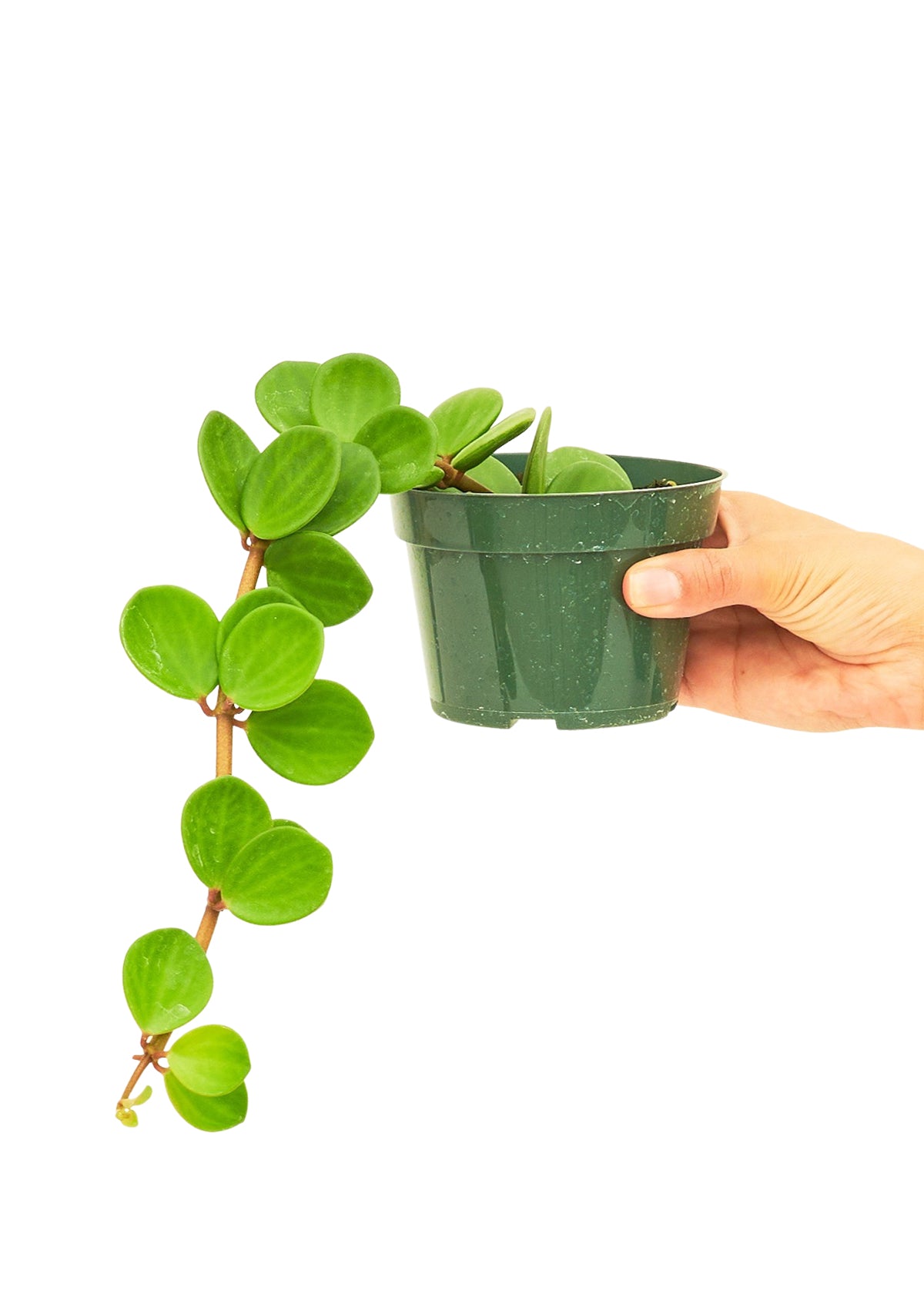 Peperomia 'Hope', 4" Pot