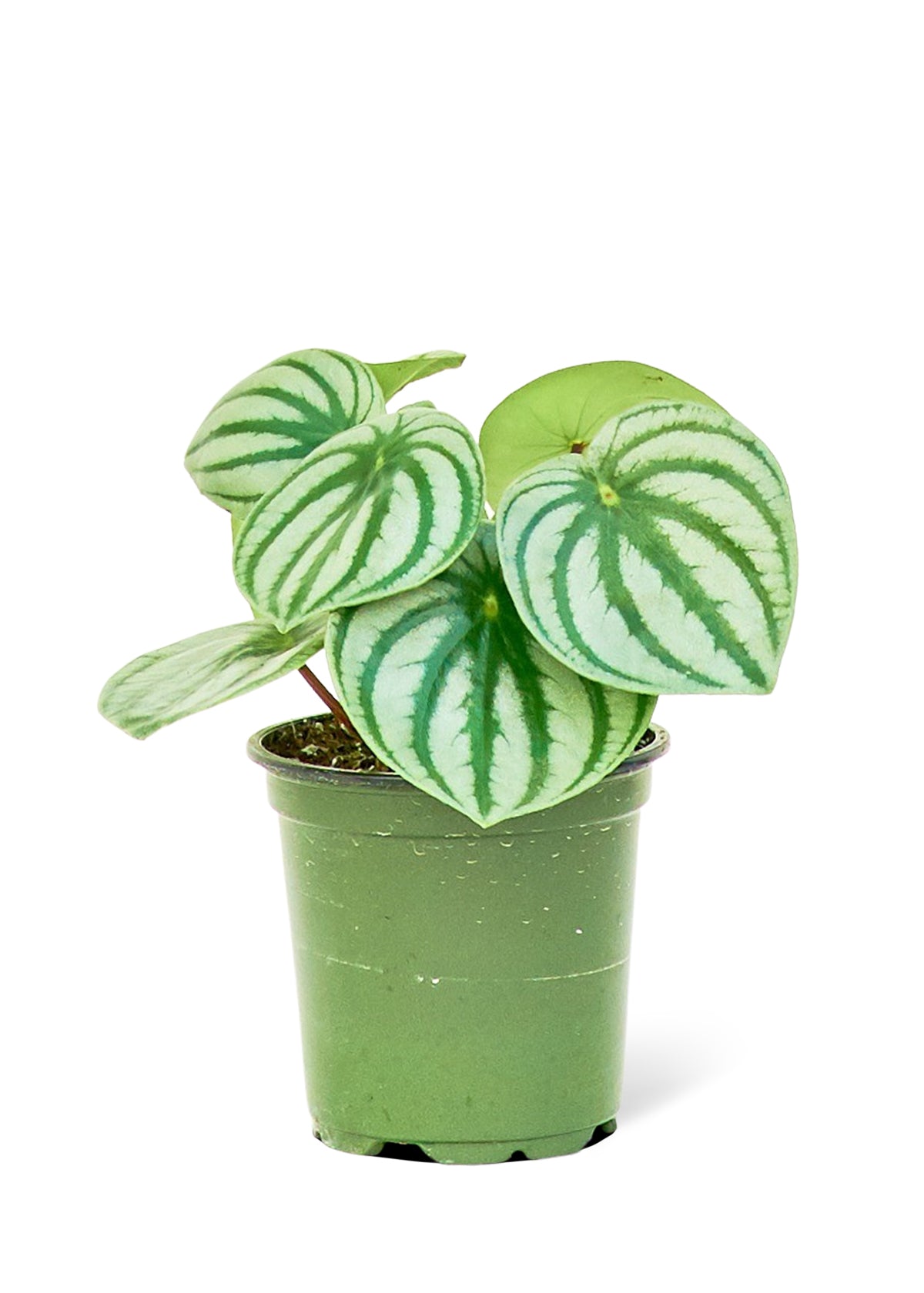 Watermelon Peperomia, 4" pot