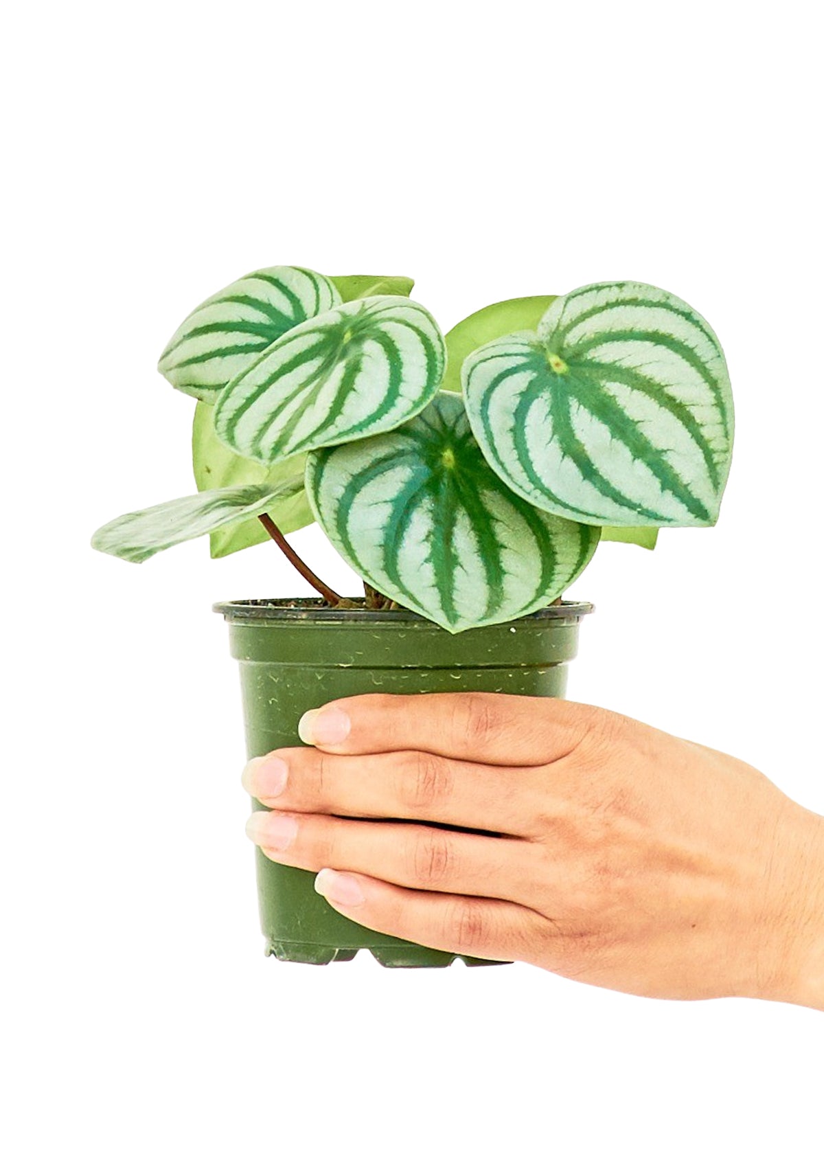 Watermelon Peperomia, 4" pot