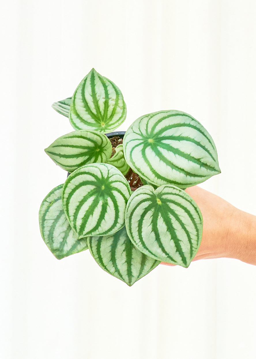 Watermelon Peperomia, 4" pot