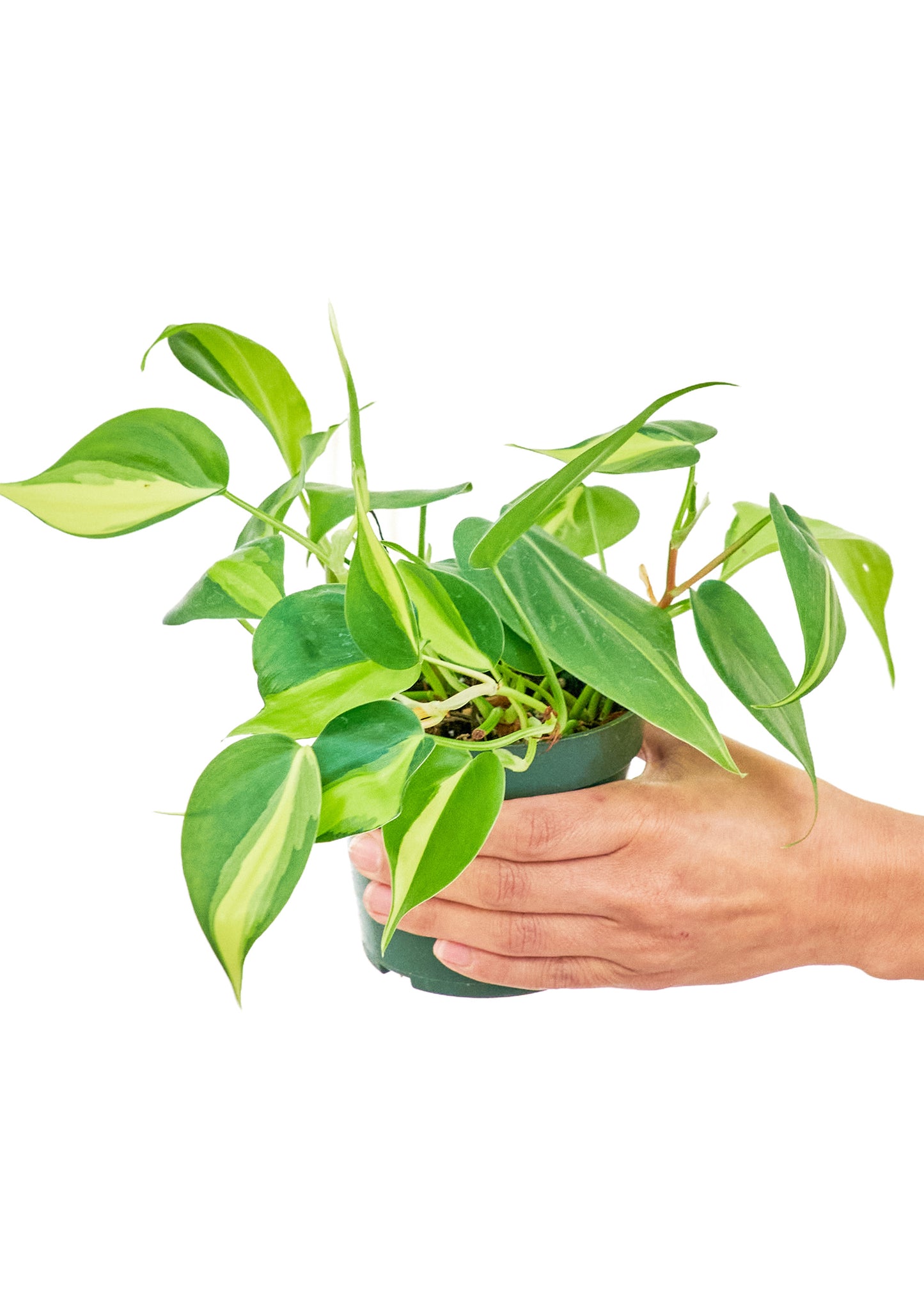 Philodendron 'Brazil', 4" pot