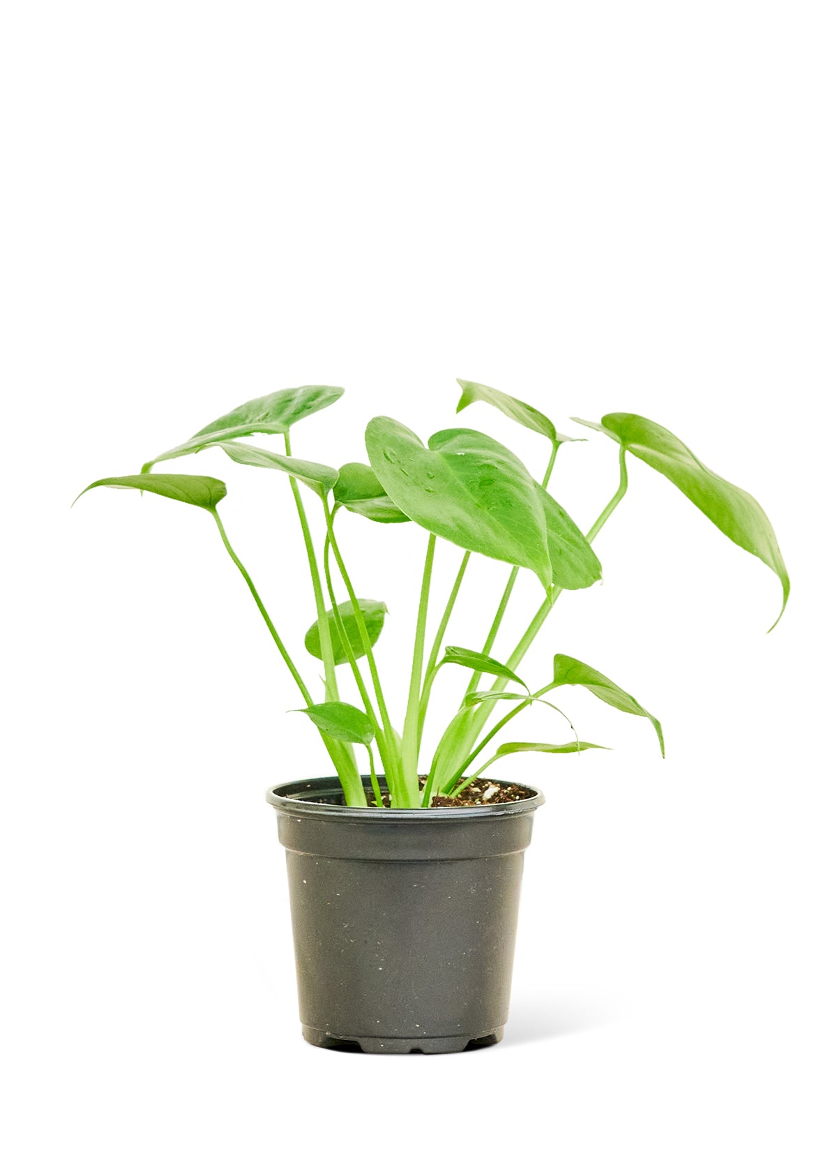 Monstera Swiss Cheese Plant, 4" pot