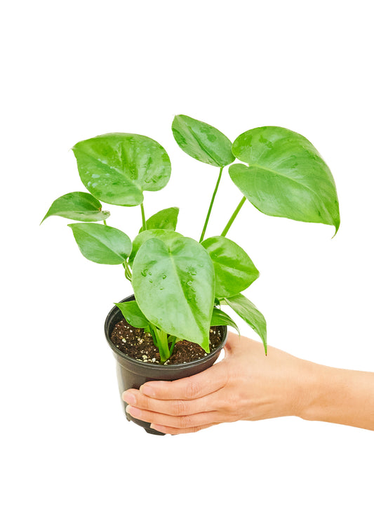 Monstera Swiss Cheese Plant, 4" pot