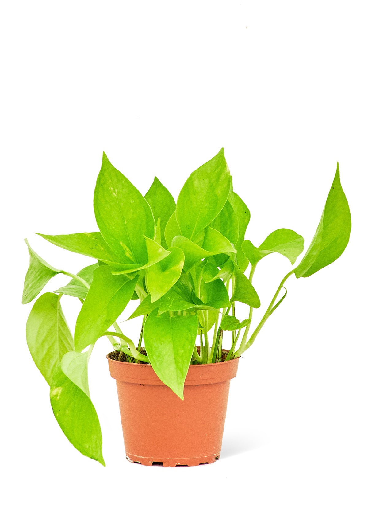 Golden Pothos, 4" Pot