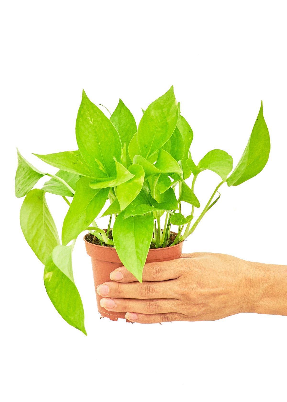 Golden Pothos, 4" Pot