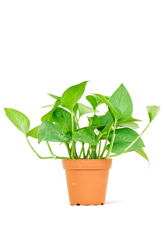 Pothos 'Jade', 4" pot