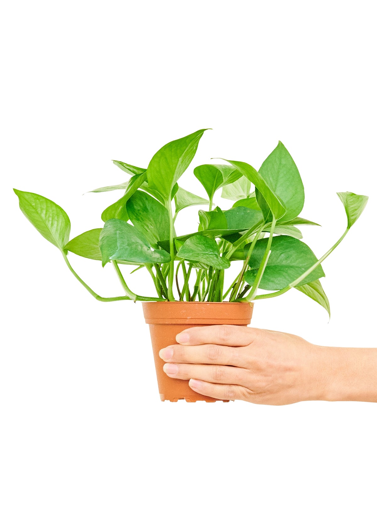 Pothos 'Jade', 4" pot