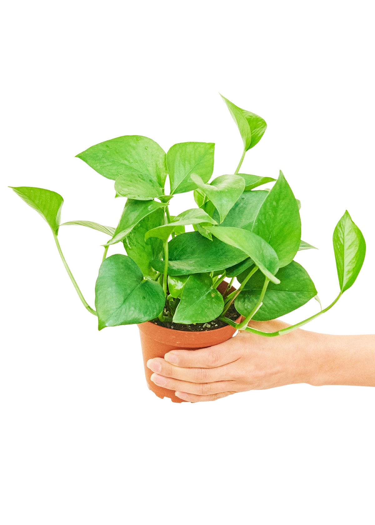 Pothos 'Jade', 4" pot