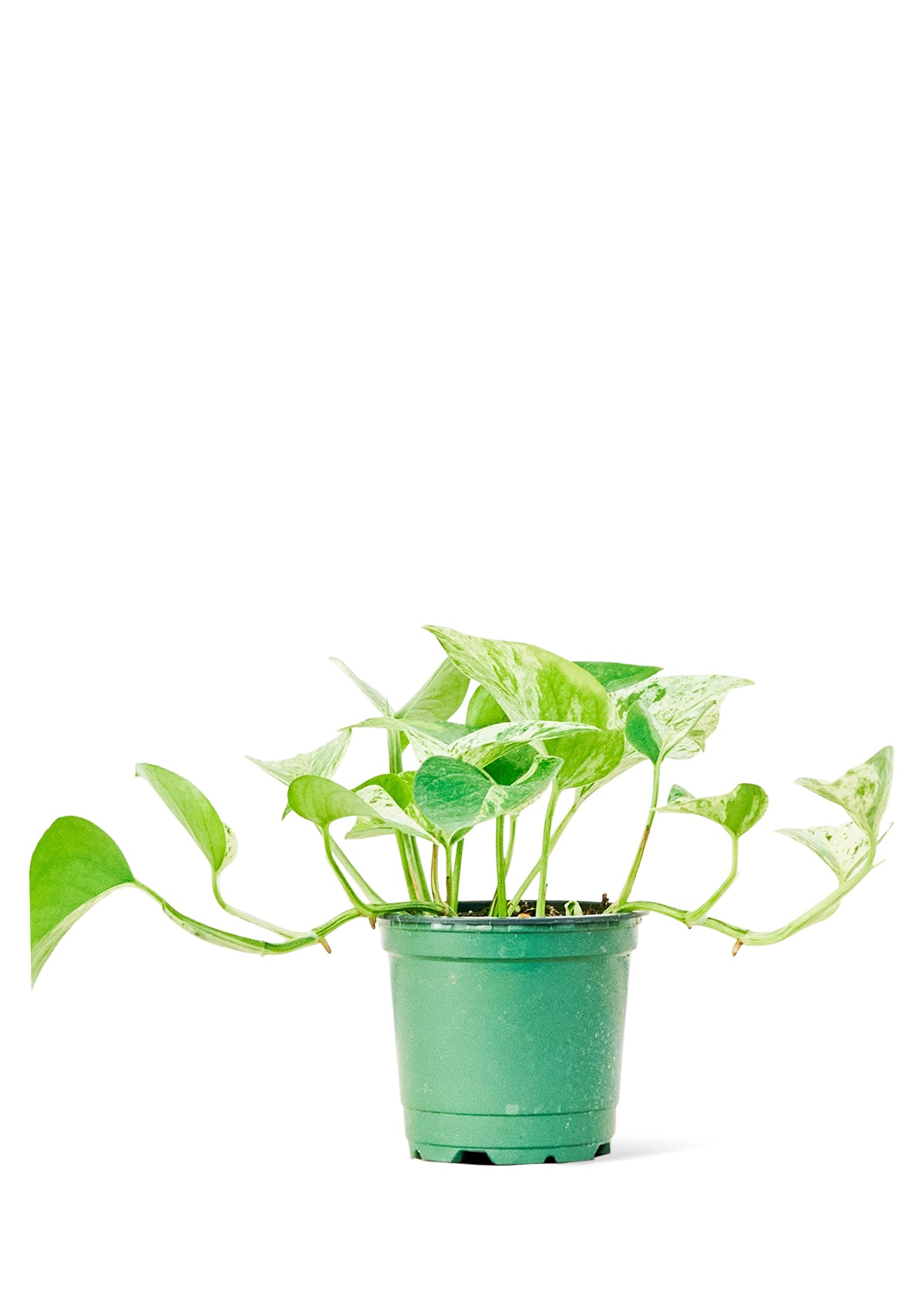 Pothos 'Marble Queen', 4" pot