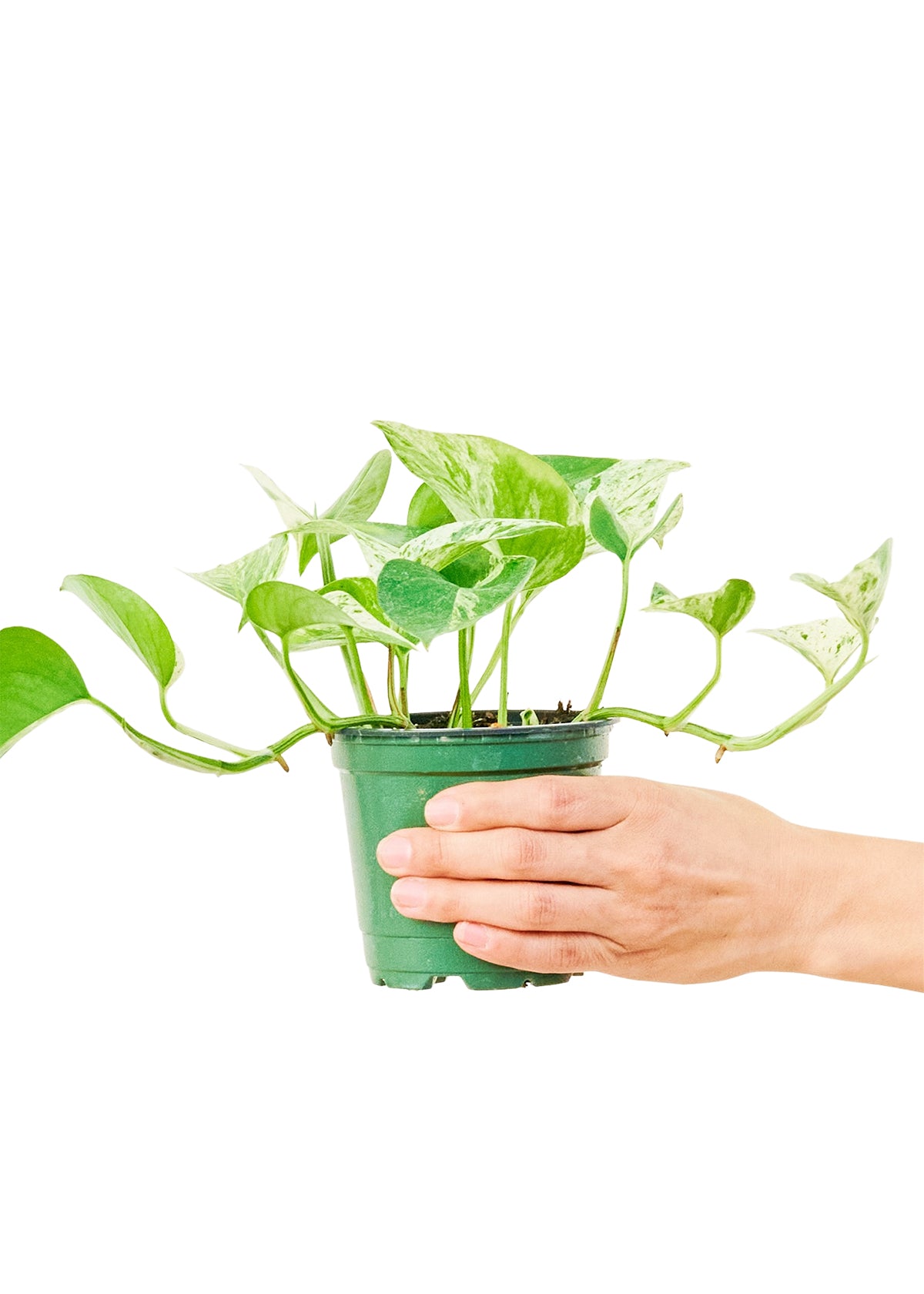 Pothos 'Marble Queen', 4" pot