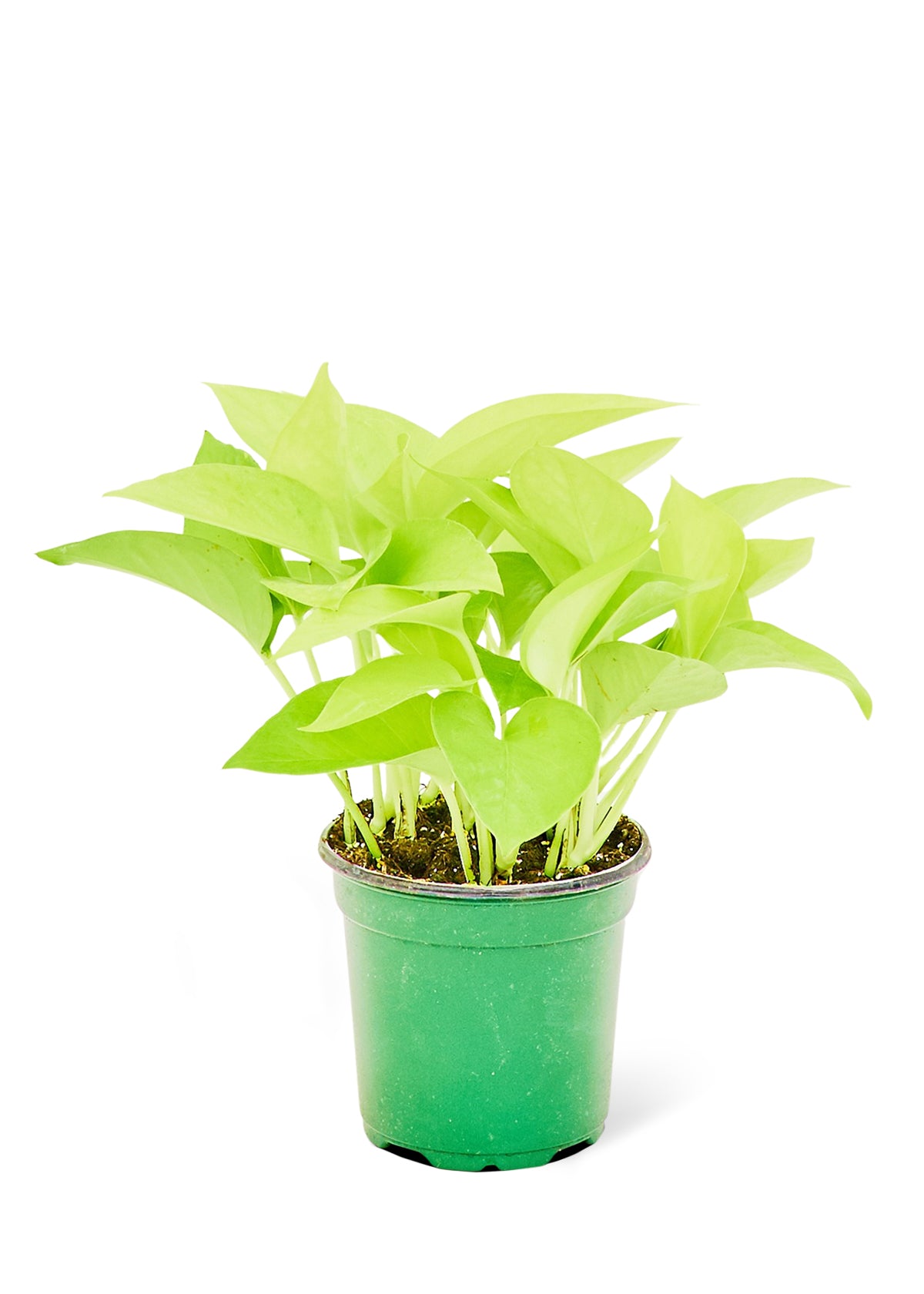 Neon Pothos, 4" pot