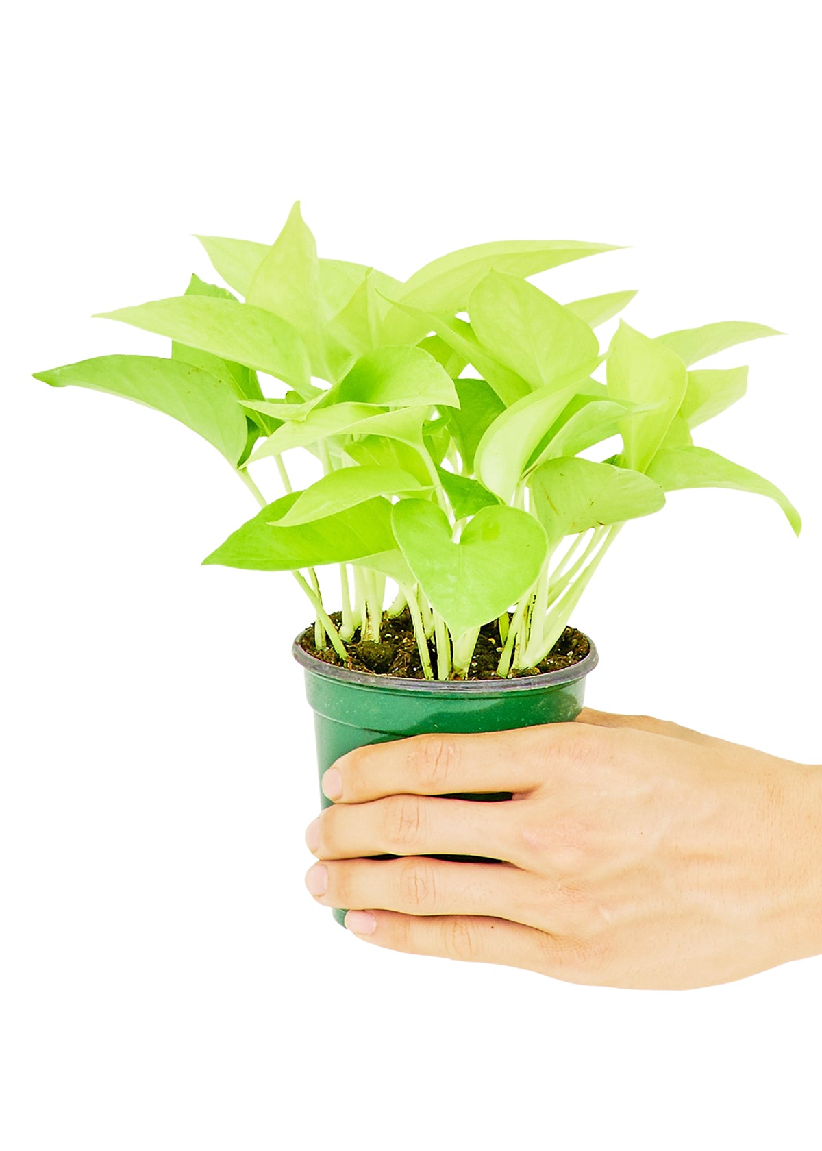 Neon Pothos, 4" pot