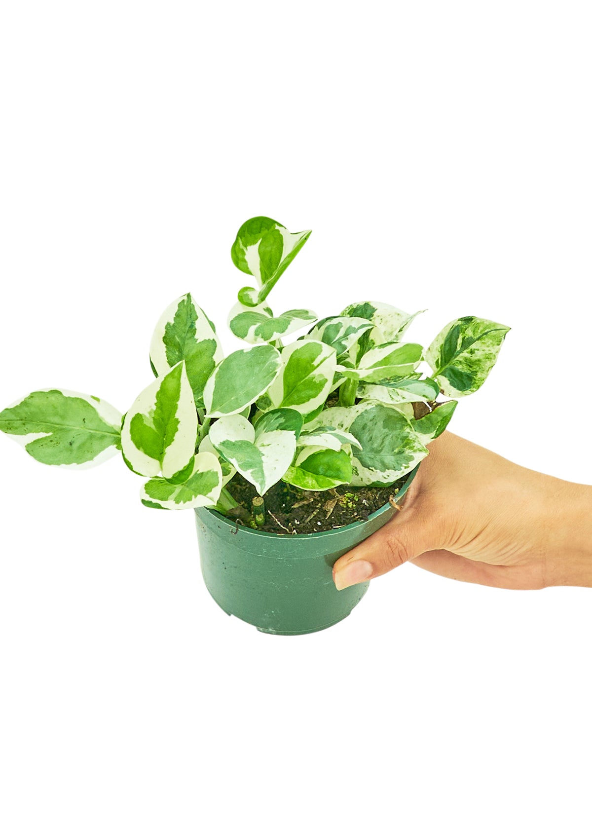 Pothos 'Pearls and Jade', 4" pot