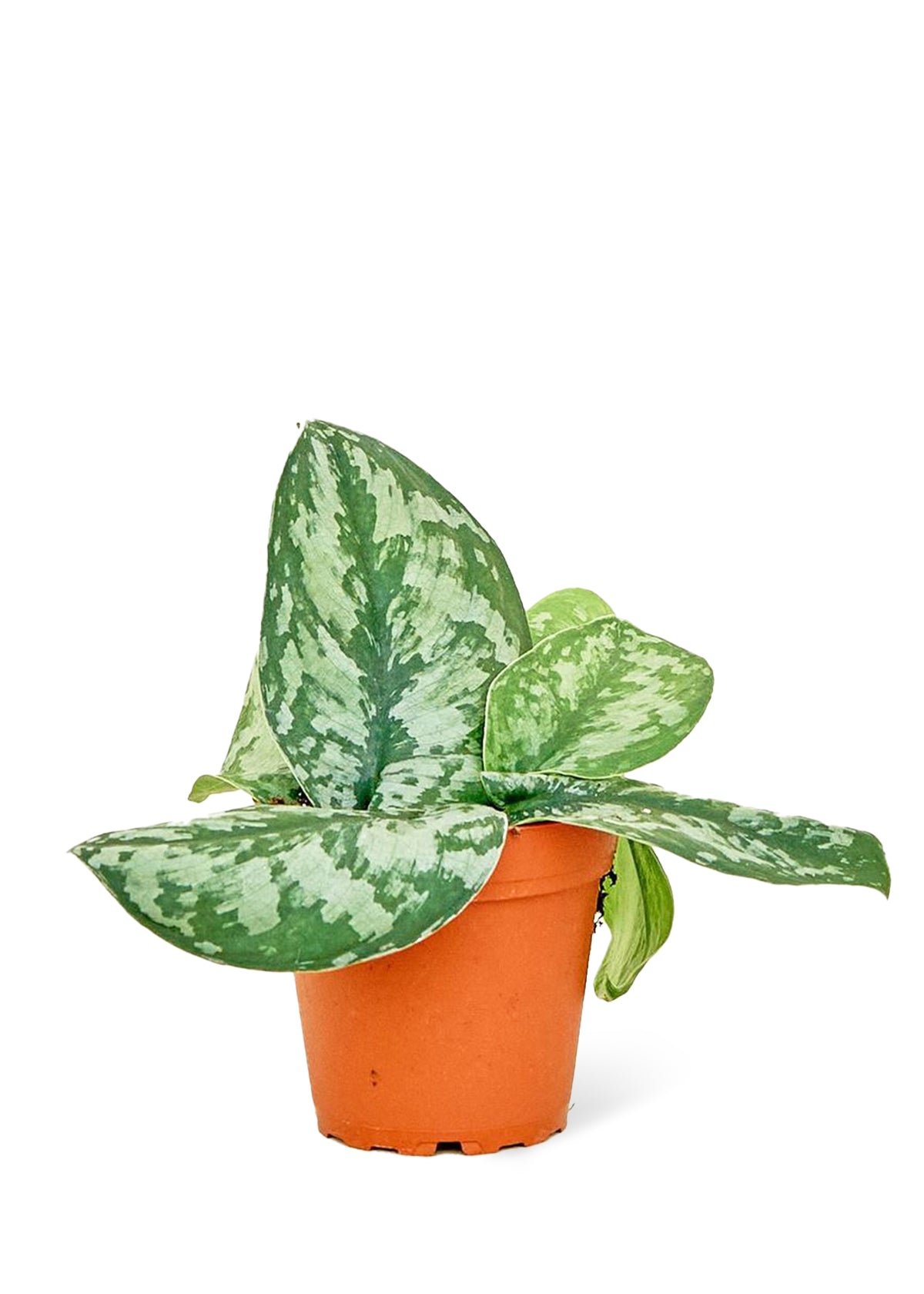 Silver Pothos 'Exotica', 4" pot