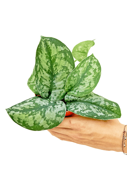 Silver Pothos 'Exotica', 4" pot