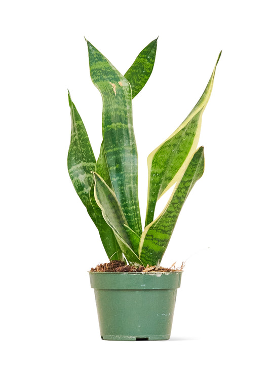 Snake Plant 'Laurentii', 4" Pot