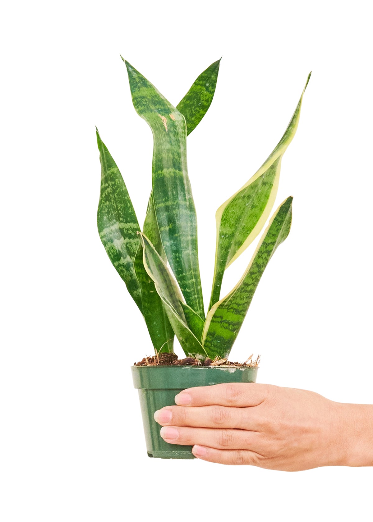 Snake Plant 'Laurentii', 4" Pot