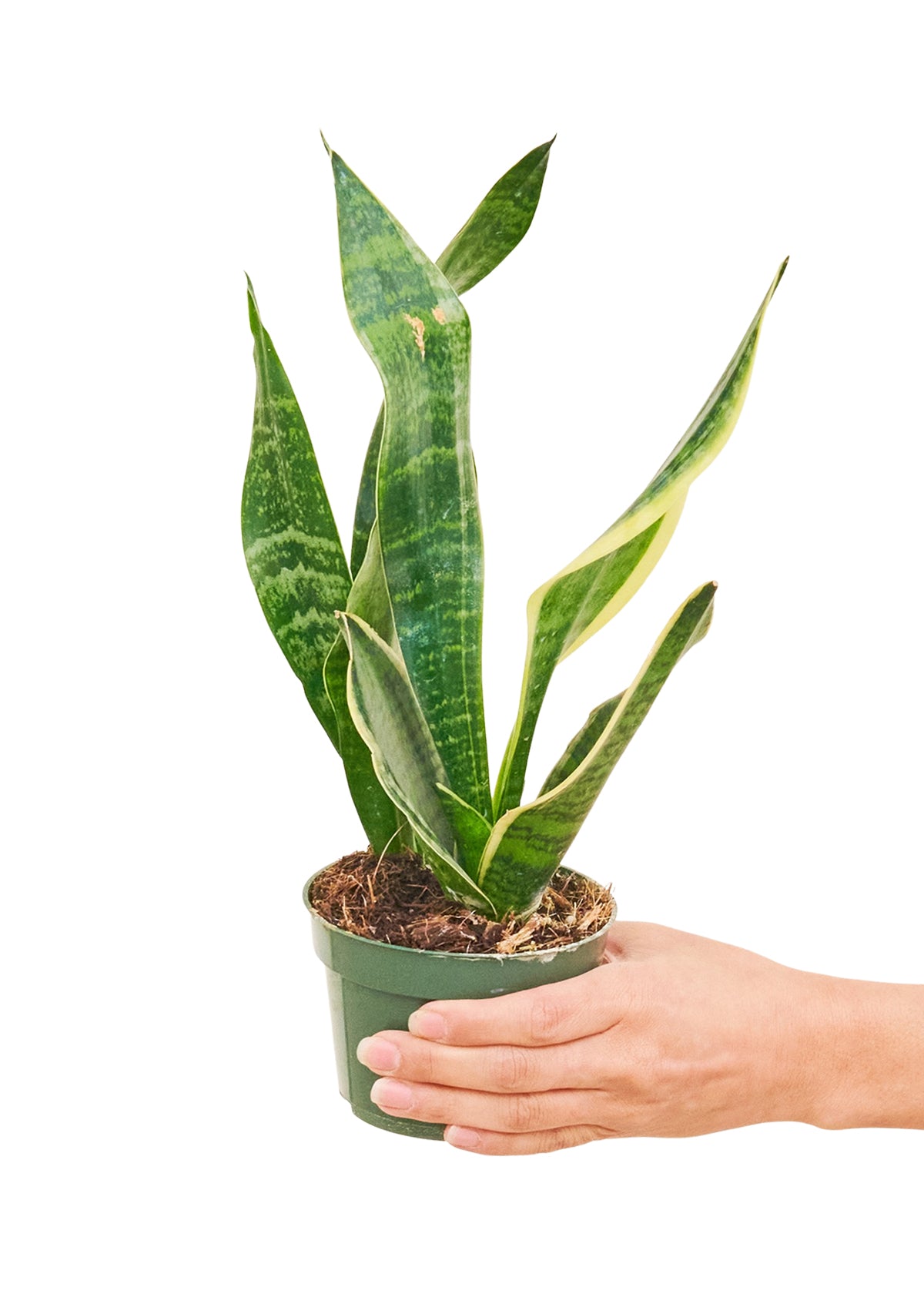 Snake Plant 'Laurentii', 4" Pot