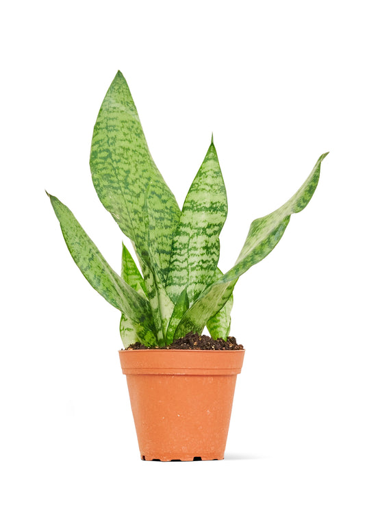 Snake Plant 'Zeylanica', 4" pot