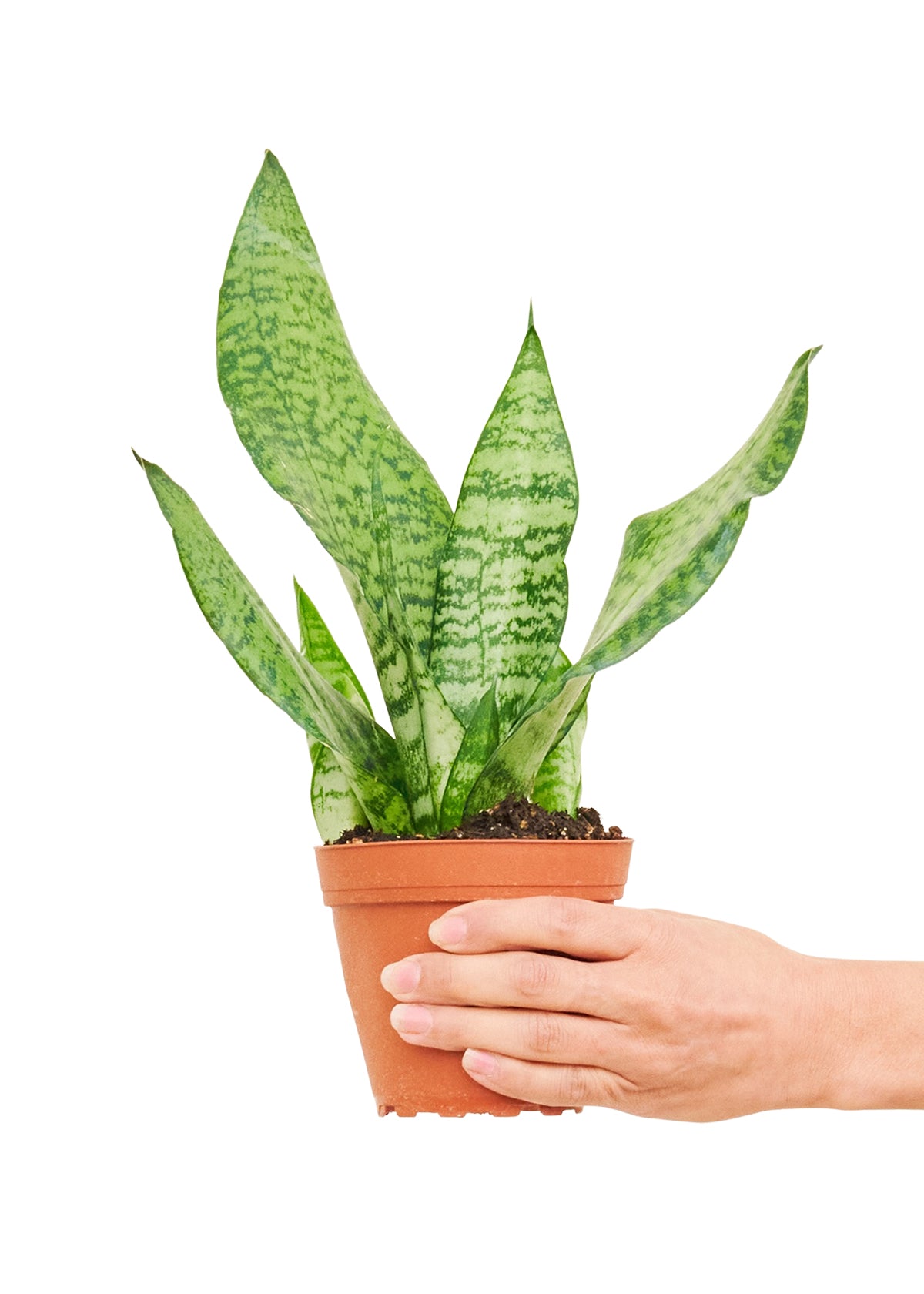 Snake Plant 'Zeylanica', 4" pot