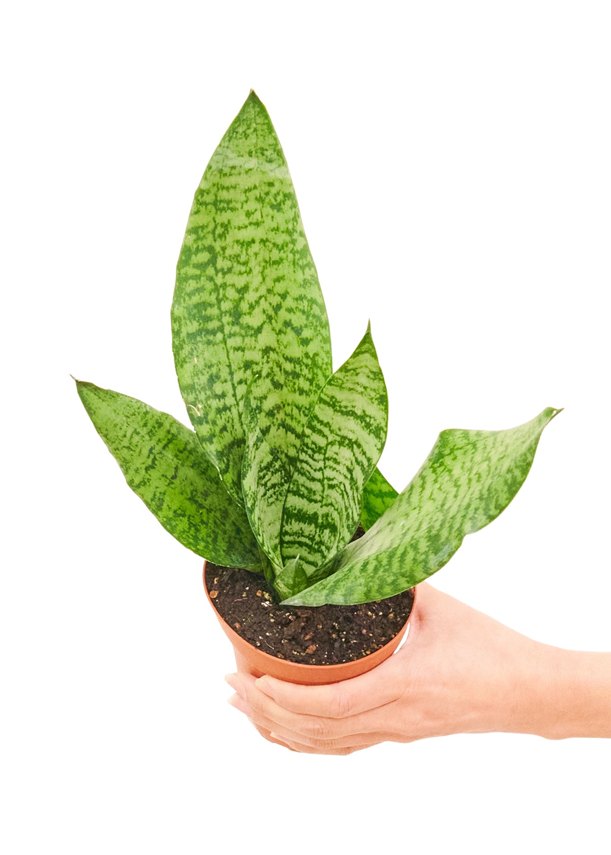 Snake Plant 'Zeylanica', 4" pot