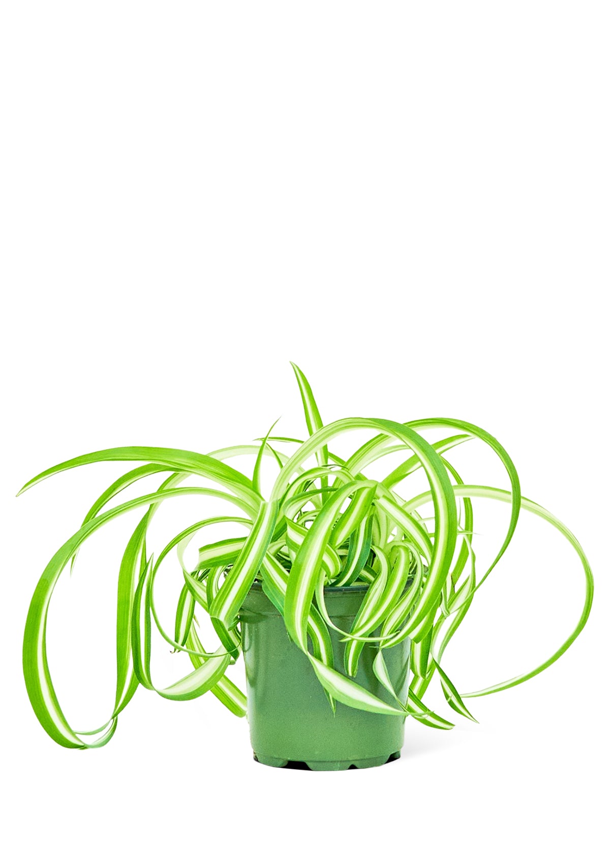 Spider Plant 'Bonnie', 4" pot