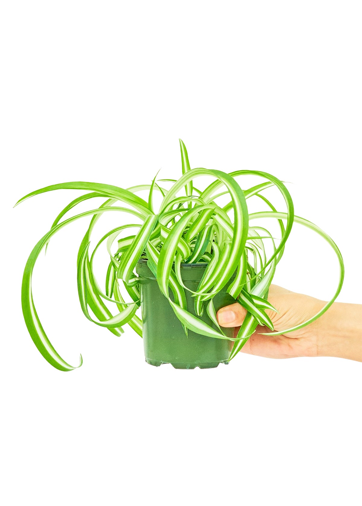 Spider Plant 'Bonnie', 4" pot