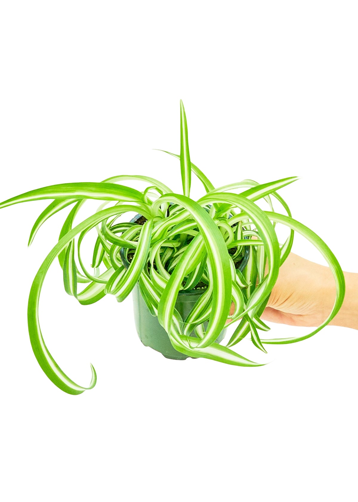 Spider Plant 'Bonnie', 4" pot