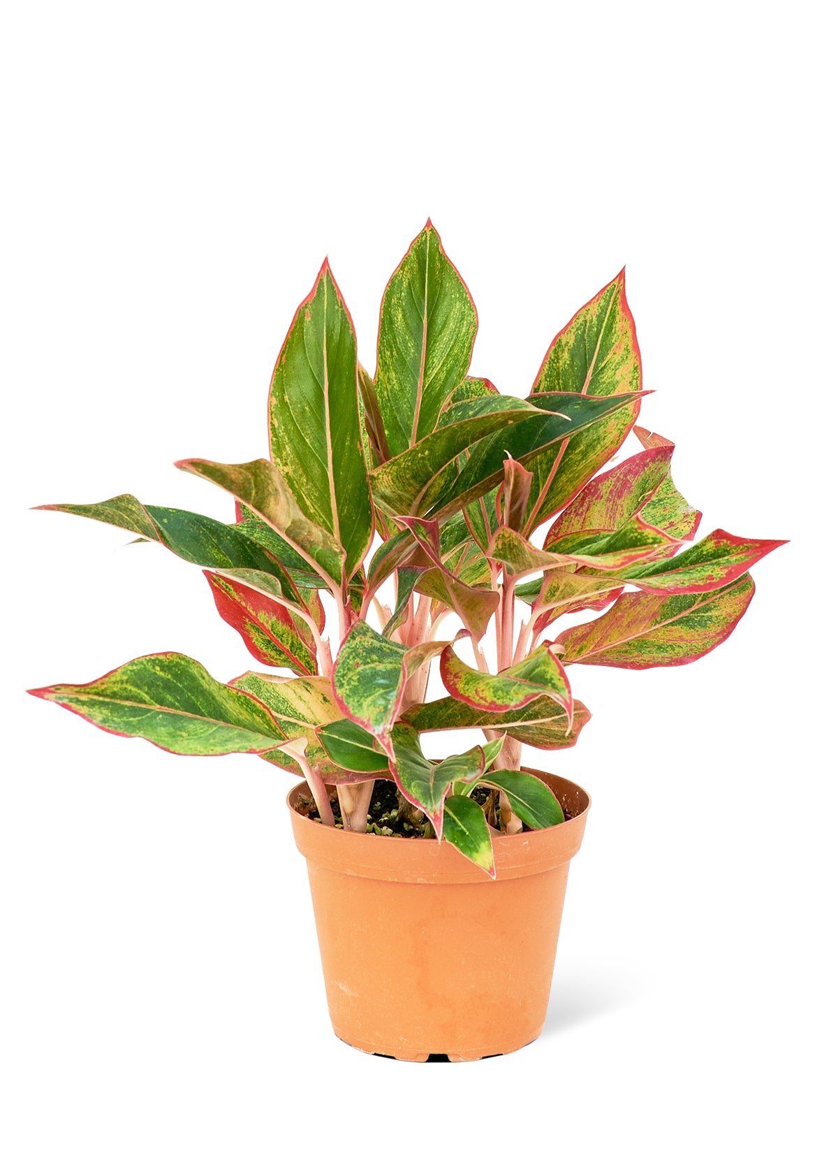 Red Chinese Evergreen, 6" pot