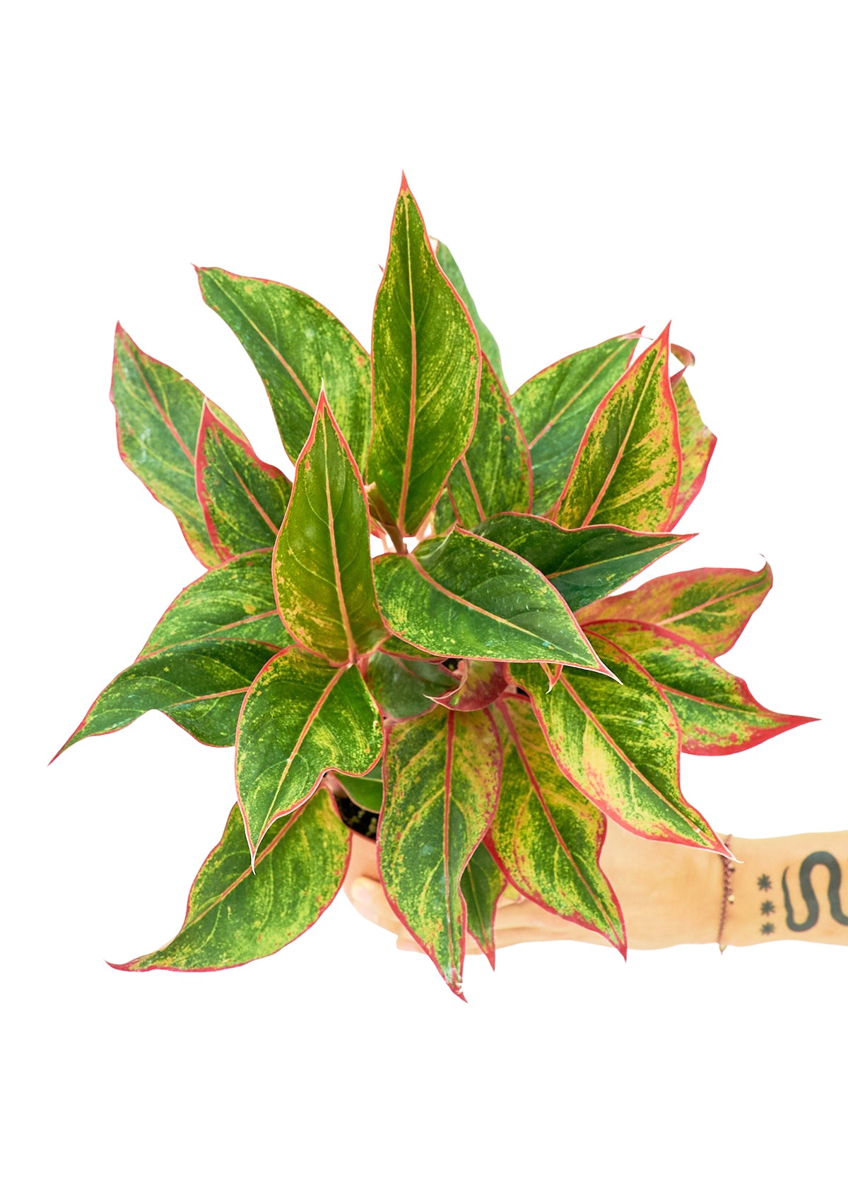 Red Chinese Evergreen, 6" pot