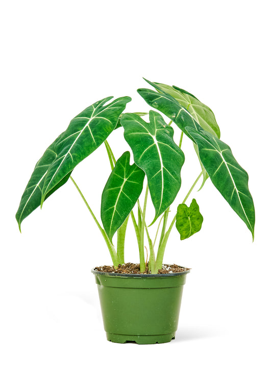 Alocasia 'Frydek', 6" pot