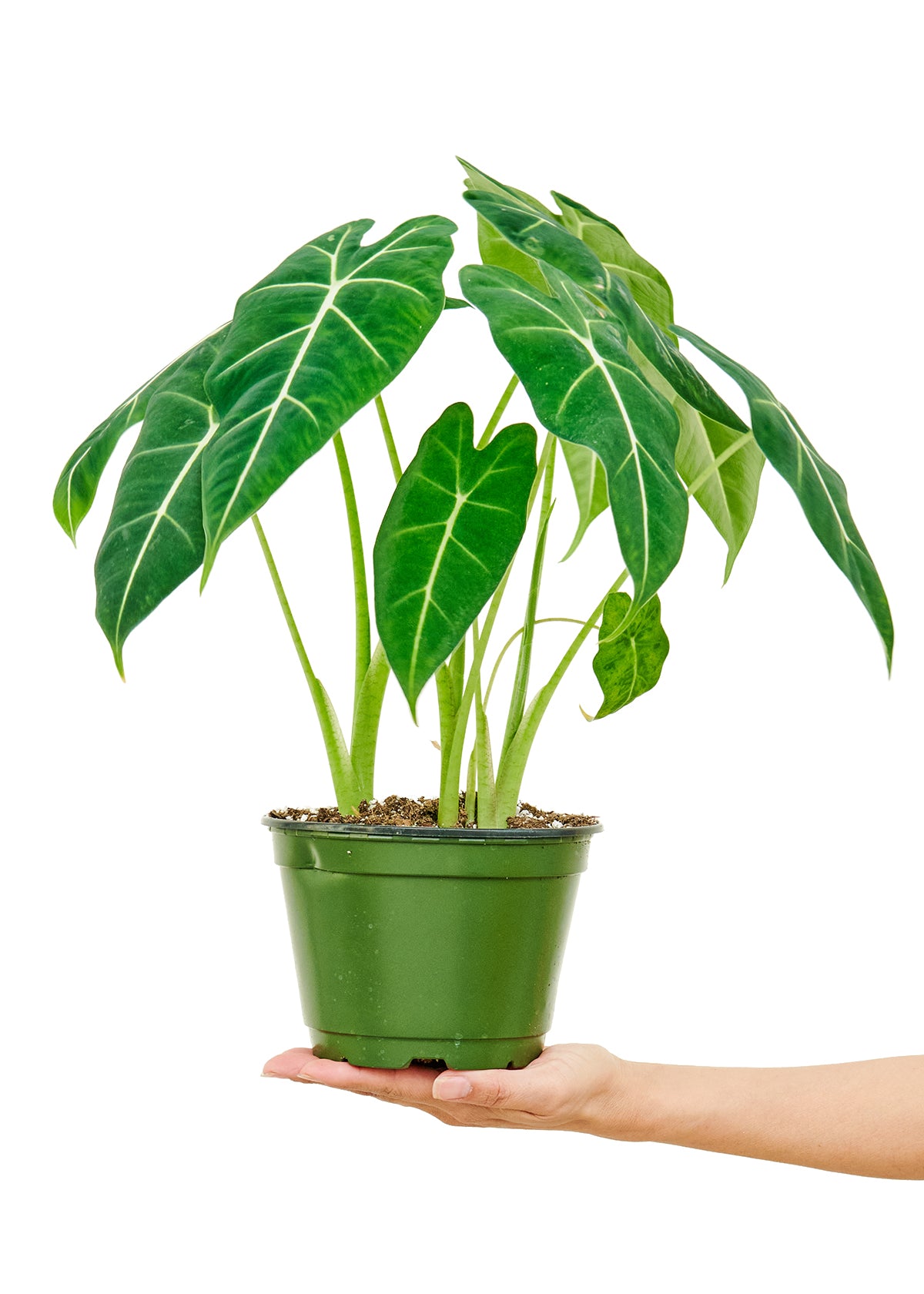 Alocasia 'Frydek', 6" pot