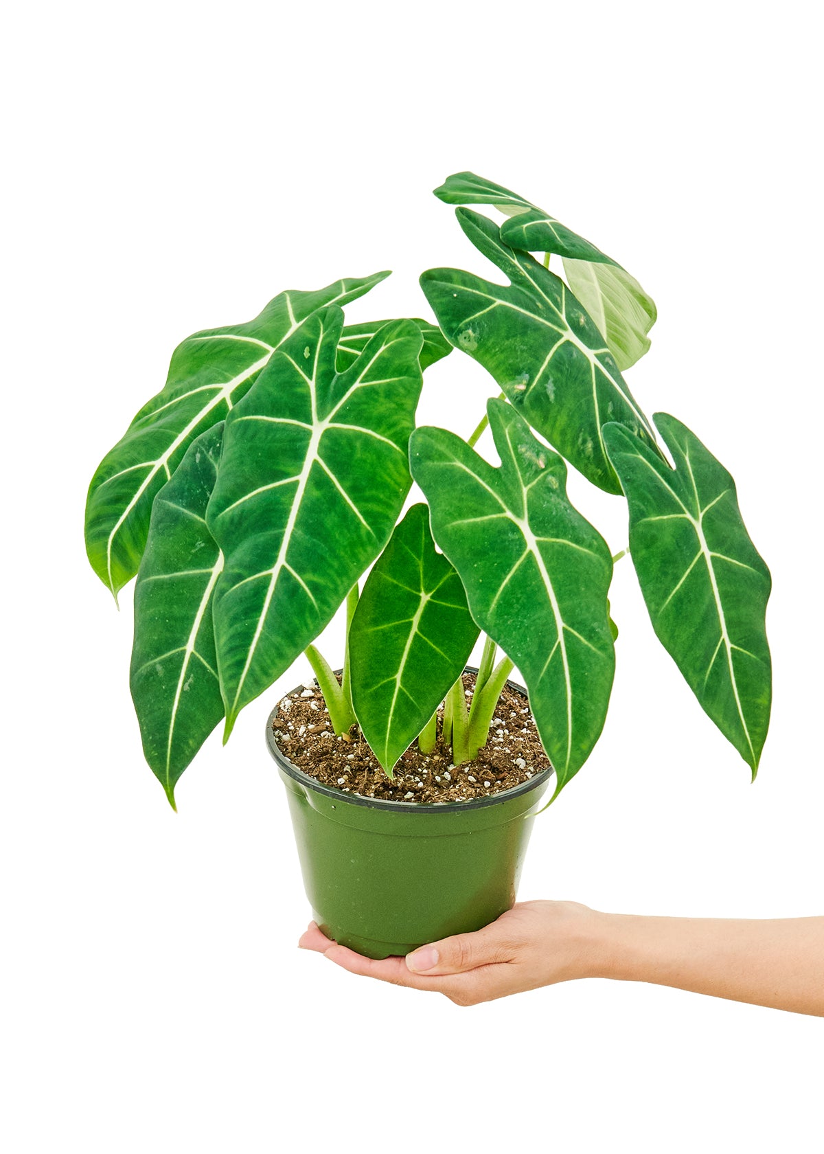 Alocasia 'Frydek', 6" pot