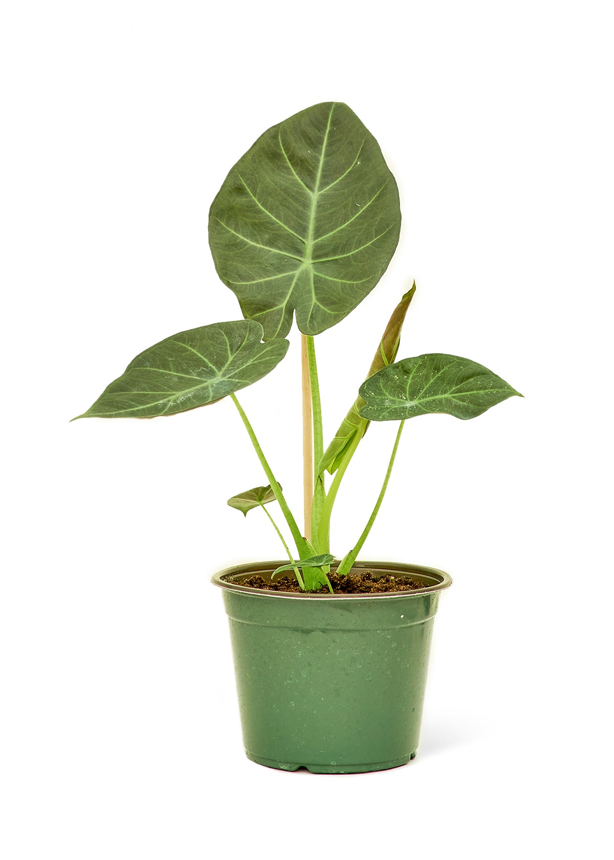 Alocasia 'Regal Shields', 6" Pot