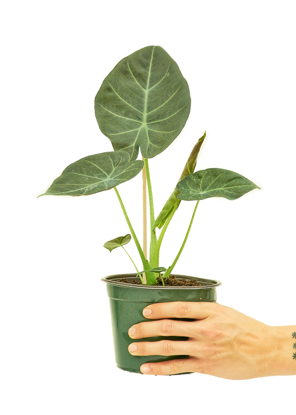 Alocasia 'Regal Shields', 6" Pot