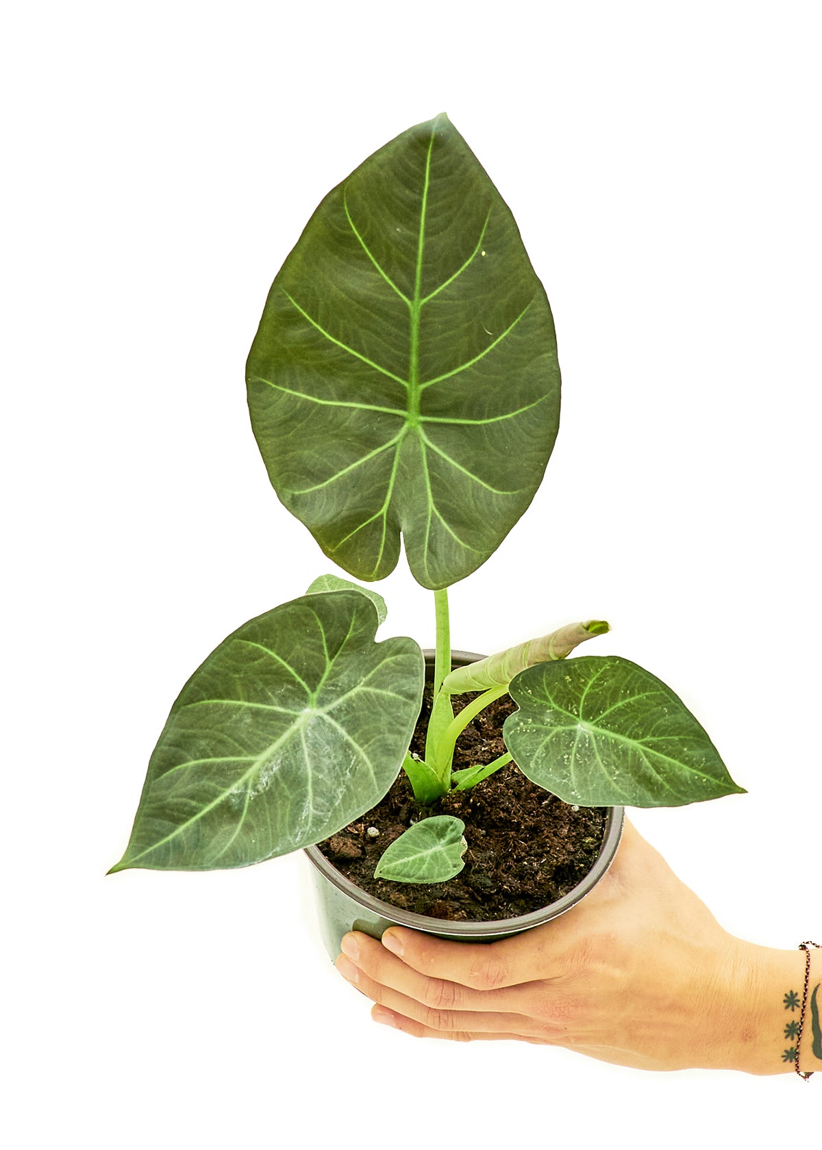 Alocasia 'Regal Shields', 6" Pot