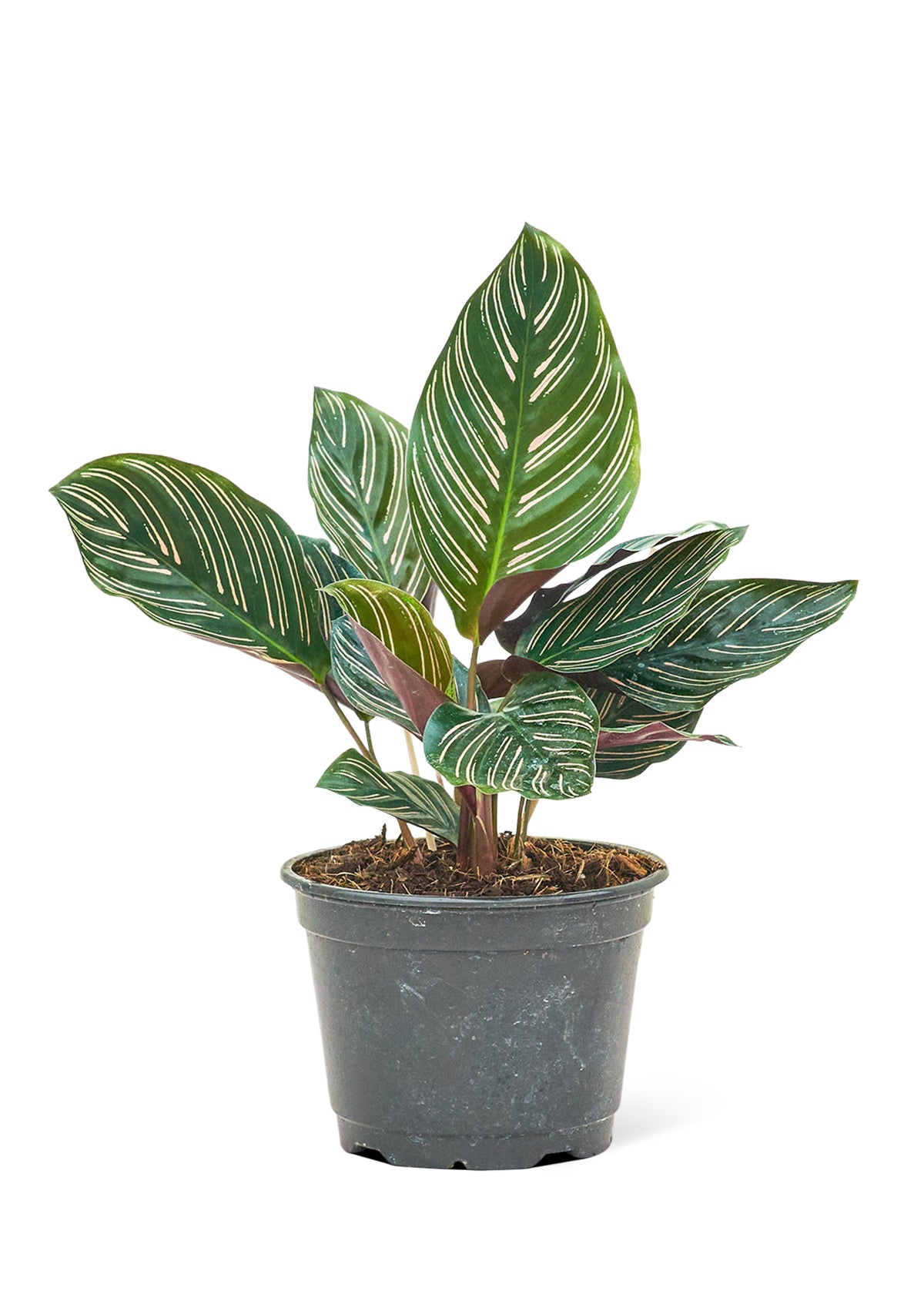 Calathea 'Pinstripe', 6" pot