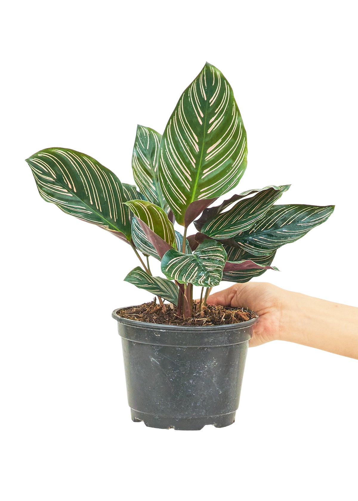 Calathea 'Pinstripe', 6" pot