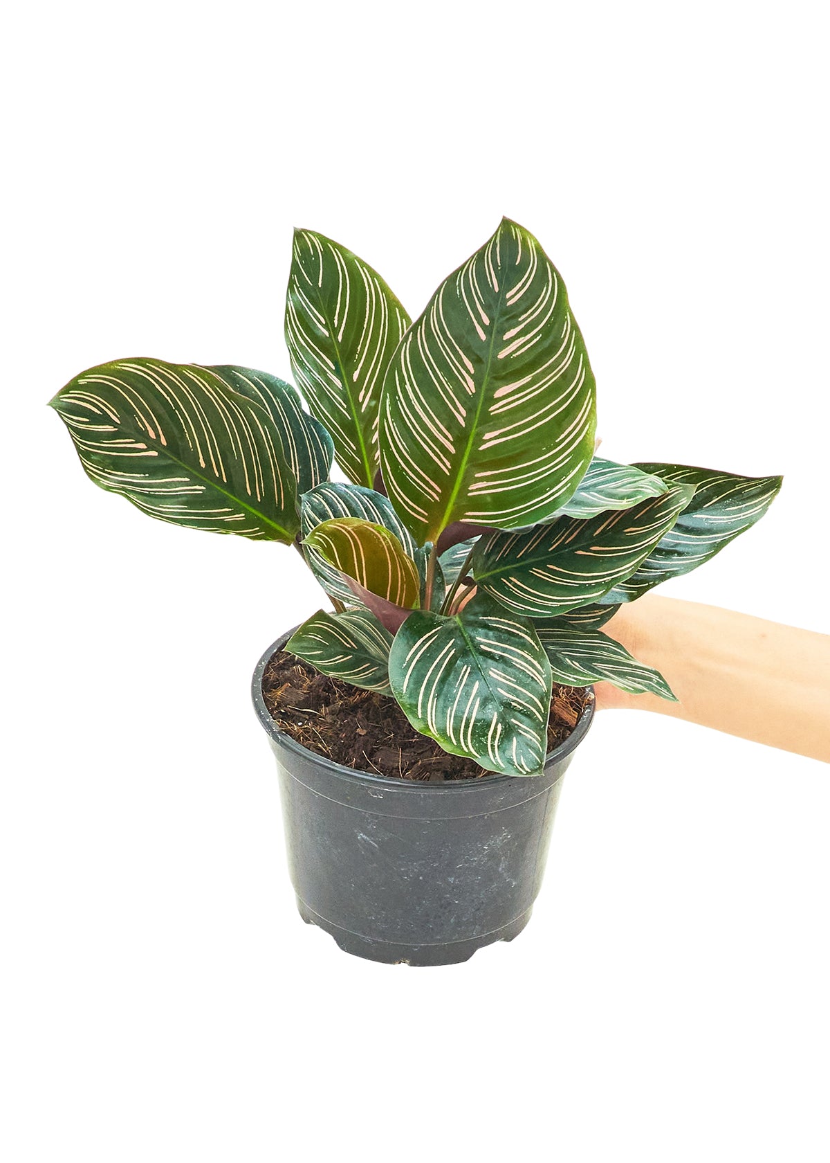 Calathea 'Pinstripe', 6" pot