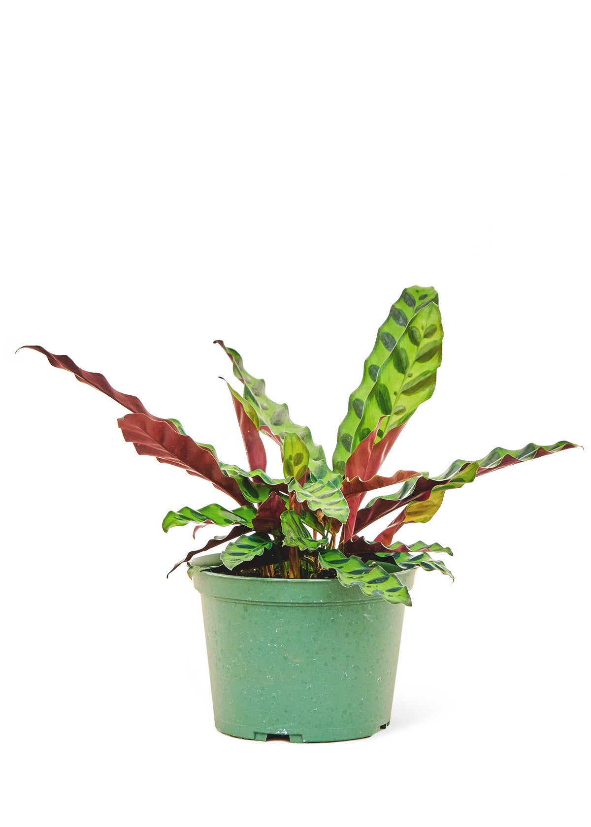 Calathea 'Rattlesnake', 6" pot