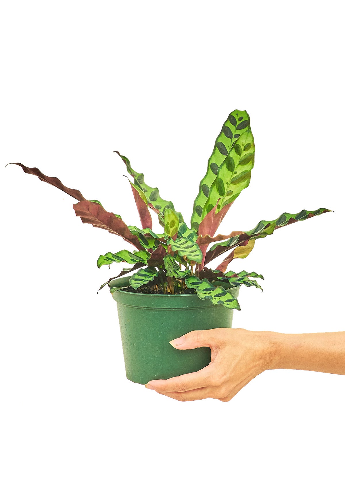 Calathea 'Rattlesnake', 6" pot