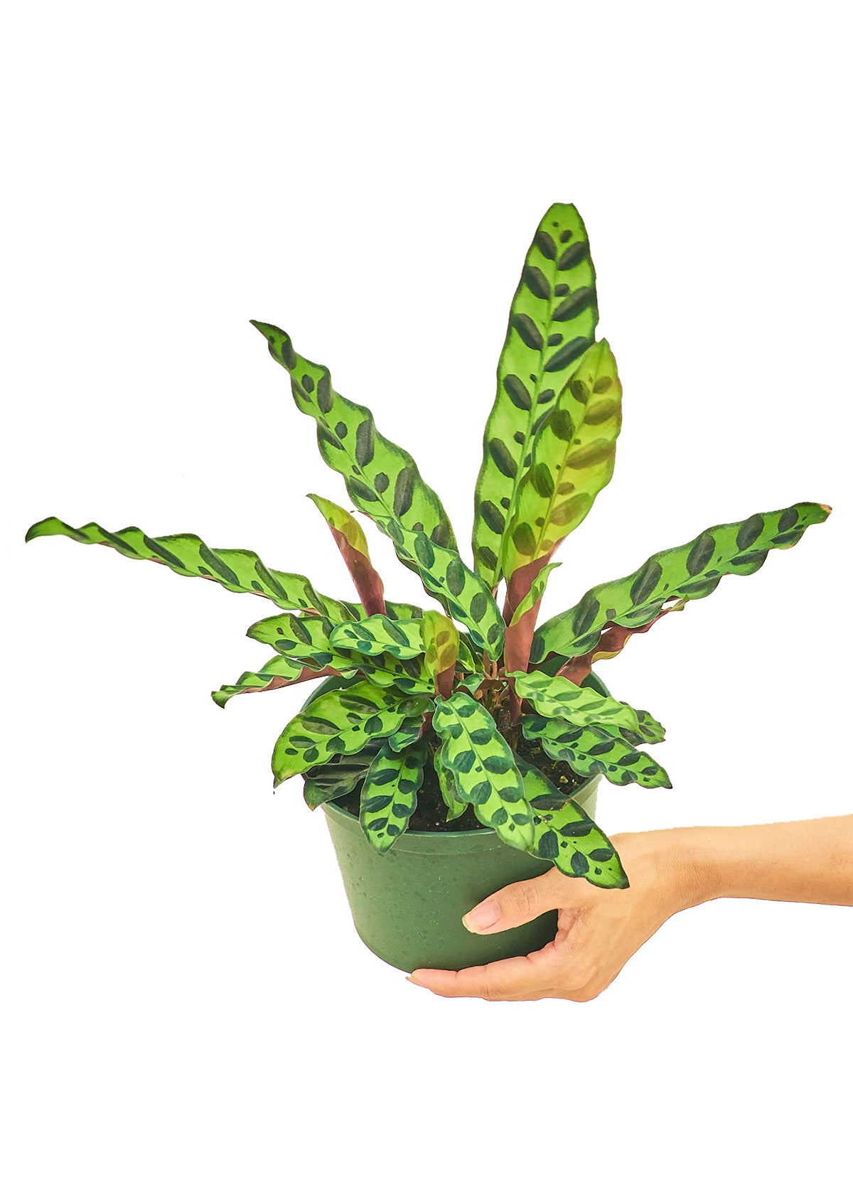 Calathea 'Rattlesnake', 6" pot