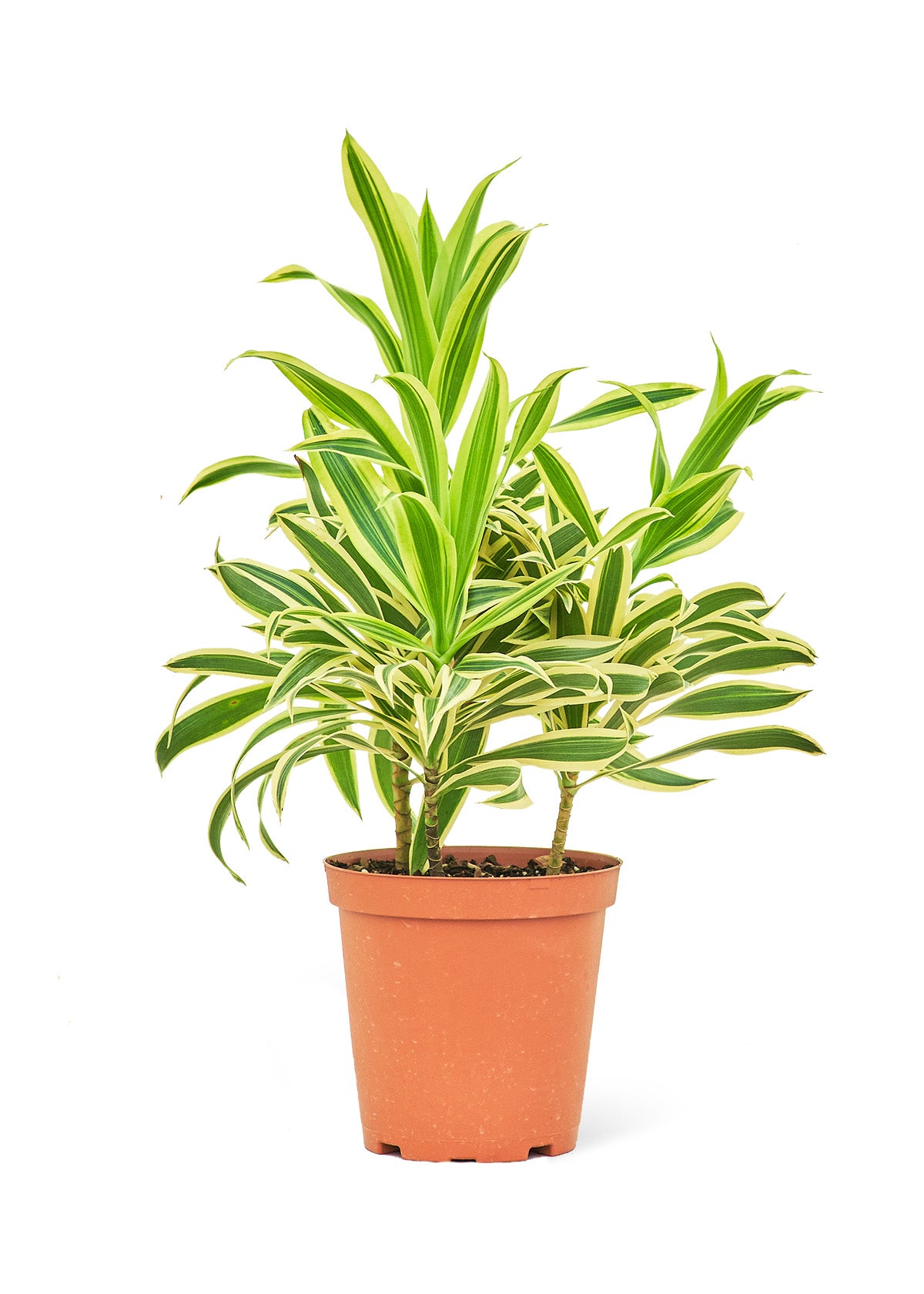 Dracaena 'Song of India', 6" pot