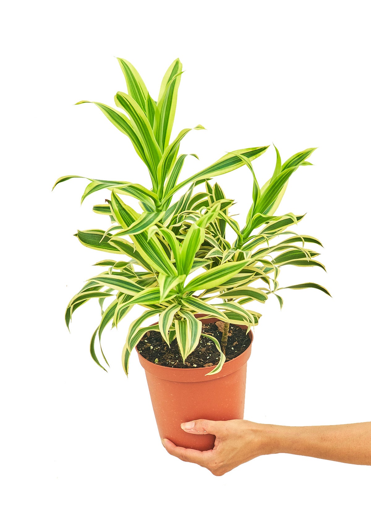 Dracaena 'Song of India', 6" pot