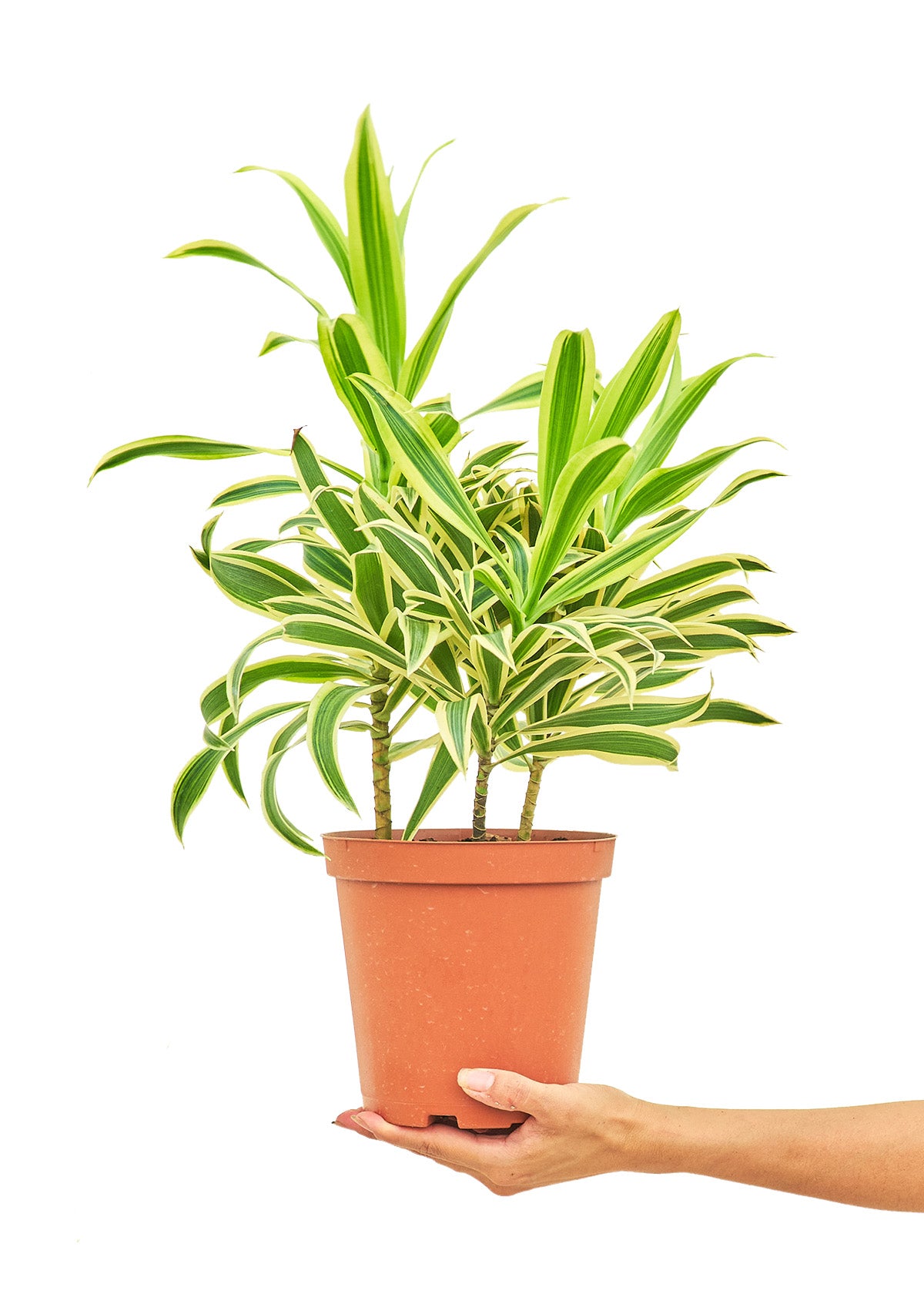 Dracaena 'Song of India', 6" pot