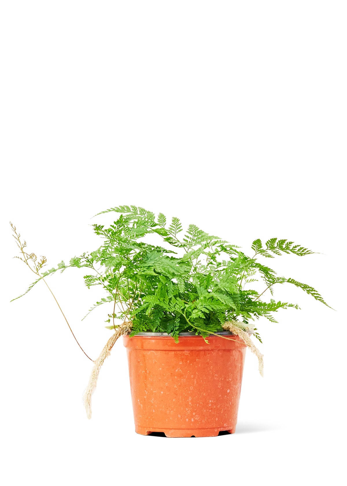 Rabbit Foot Fern, 6" Pot